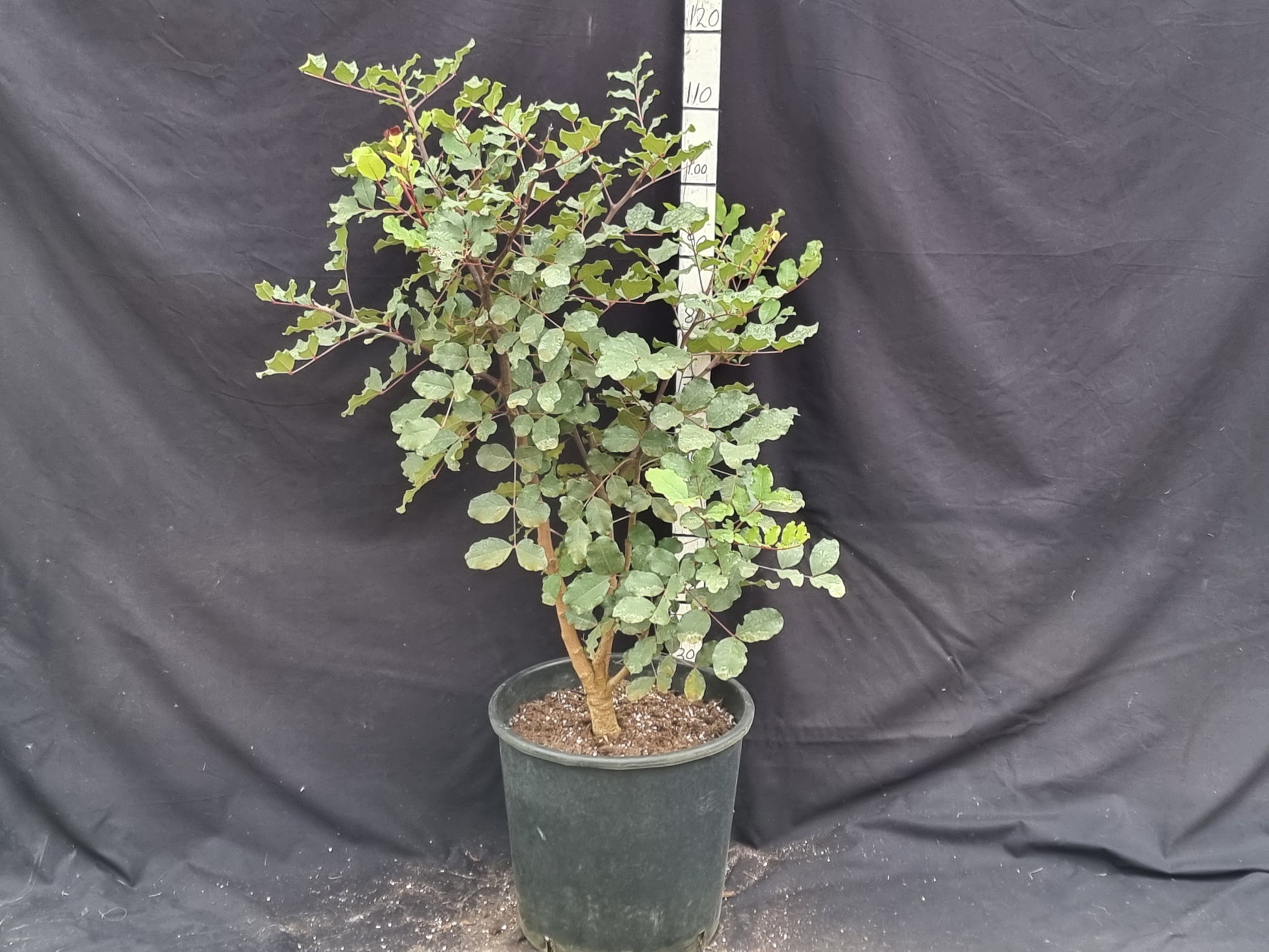 Ceratonia siliqua