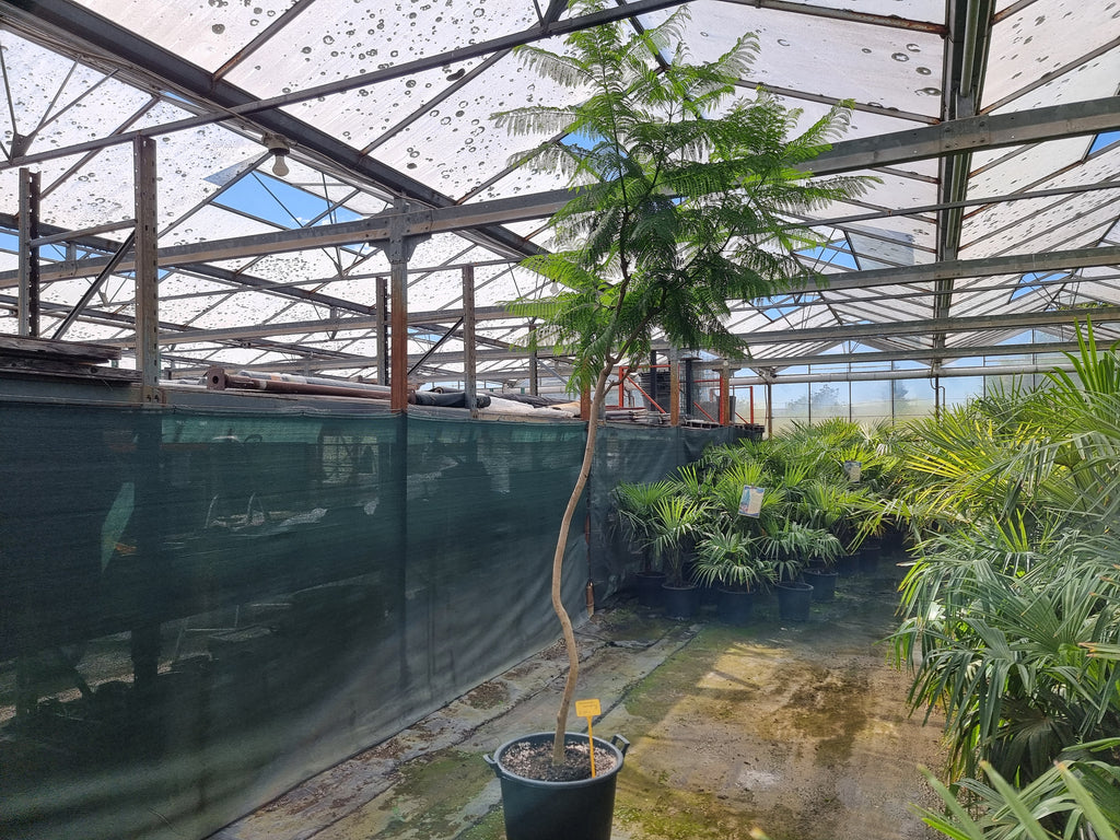 Jacaranda mimosifolia ⚠️ Not shippable, pick-up only