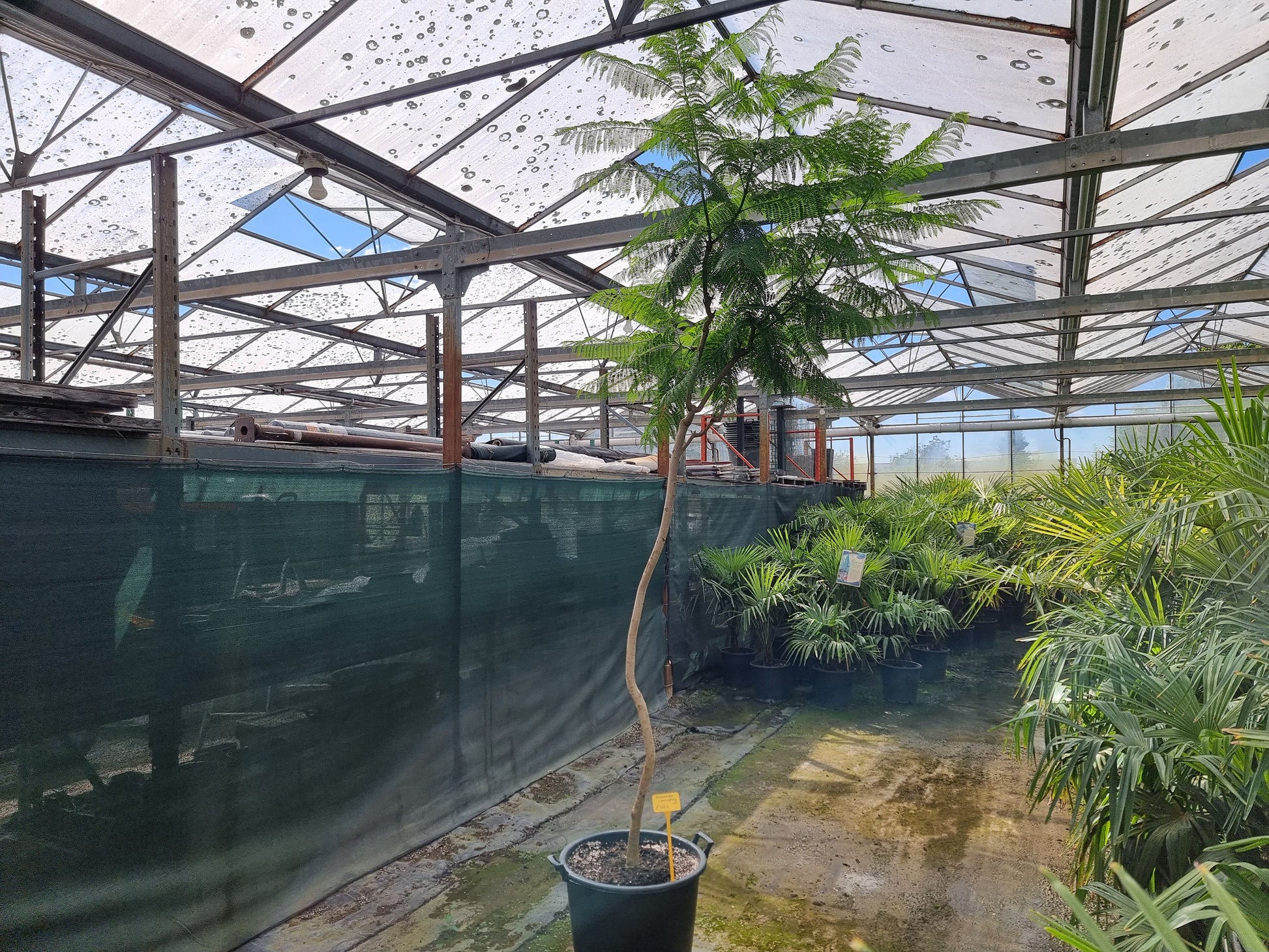 Jacaranda mimosifolia ⚠️ Not shippable, pick-up only