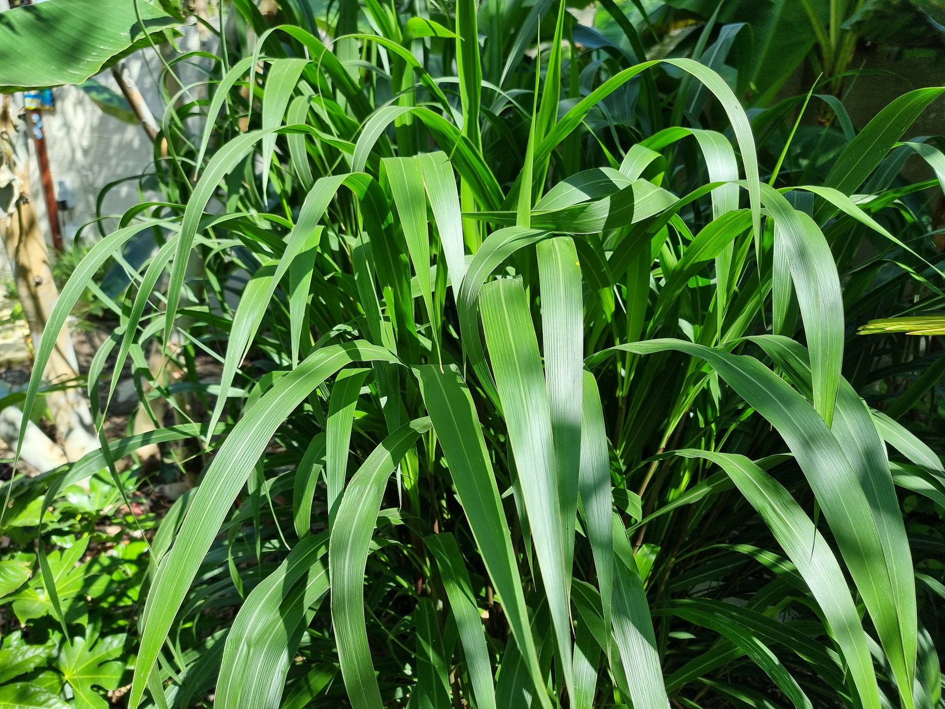 Pennisetum latifolium