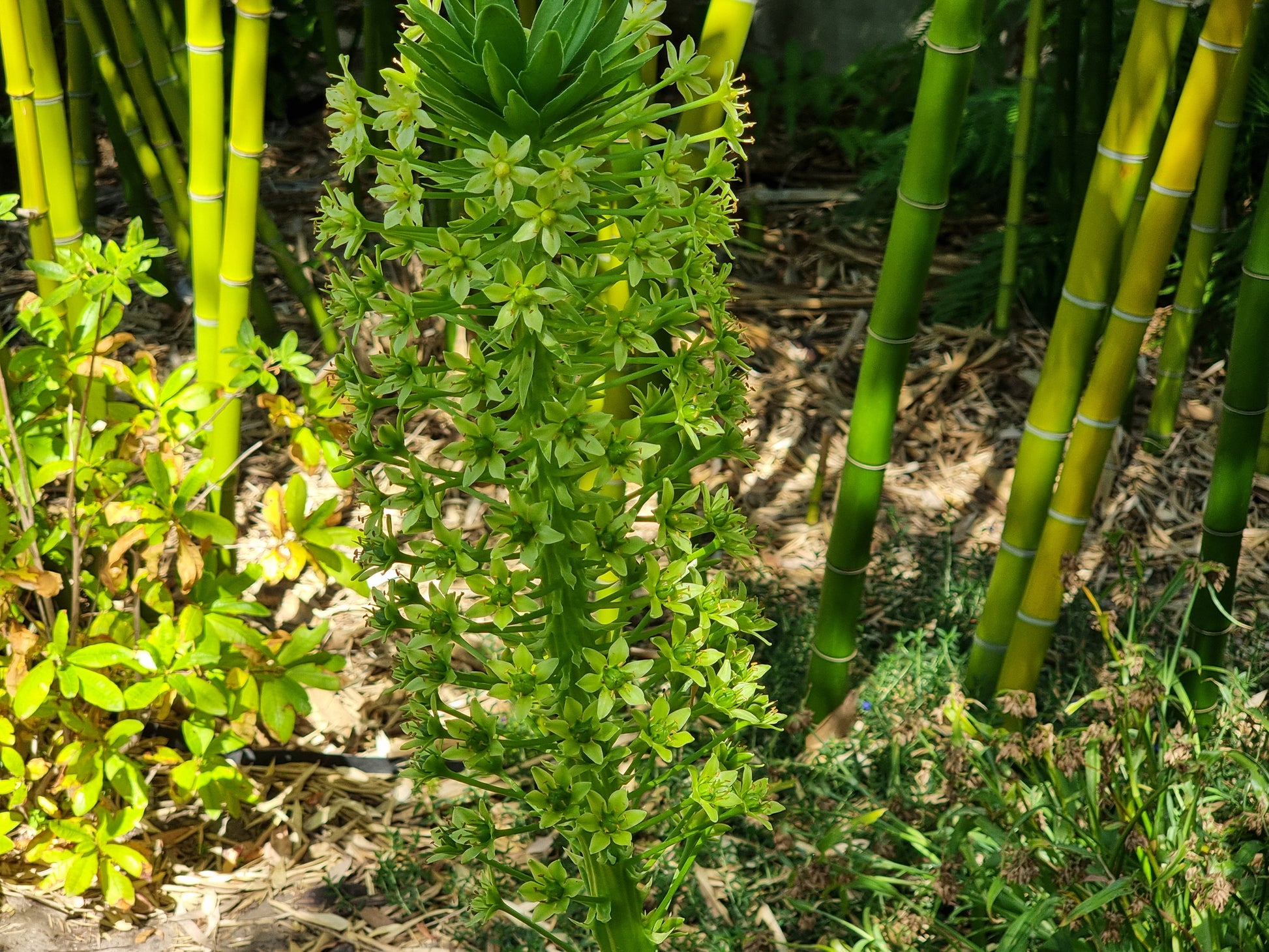 Eucomis pole-evansie