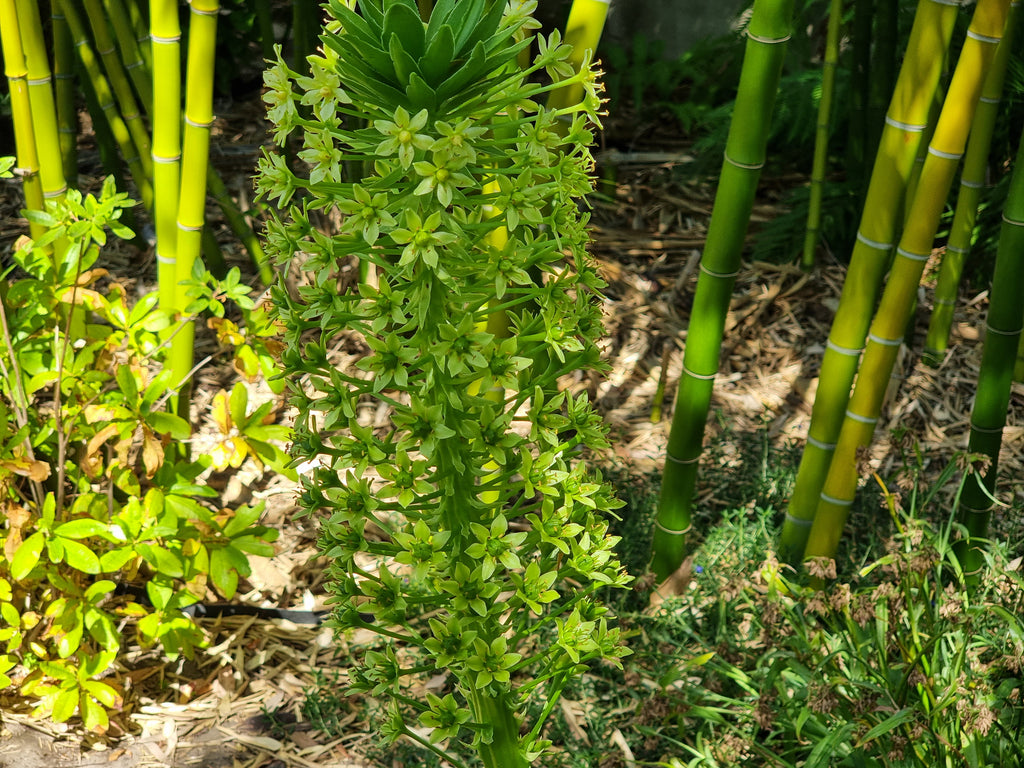 Eucomis pole-evansie trio