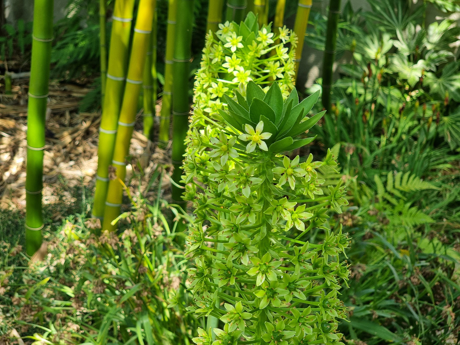 Eucomis pole-evansie
