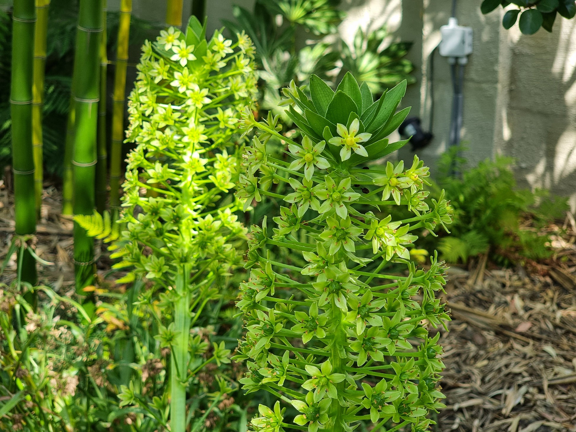 Eucomis pole-evansie