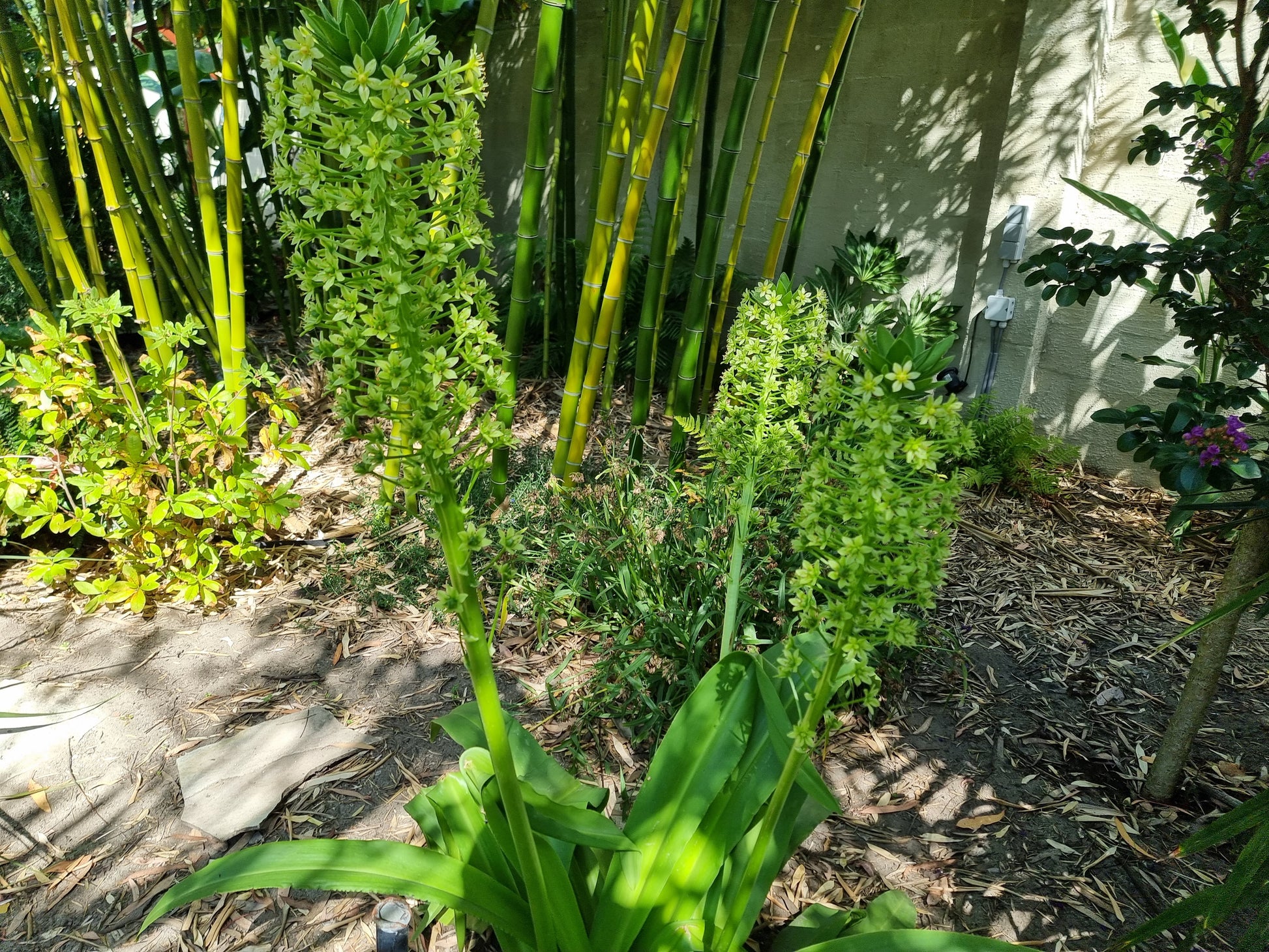 Eucomis pole-evansie