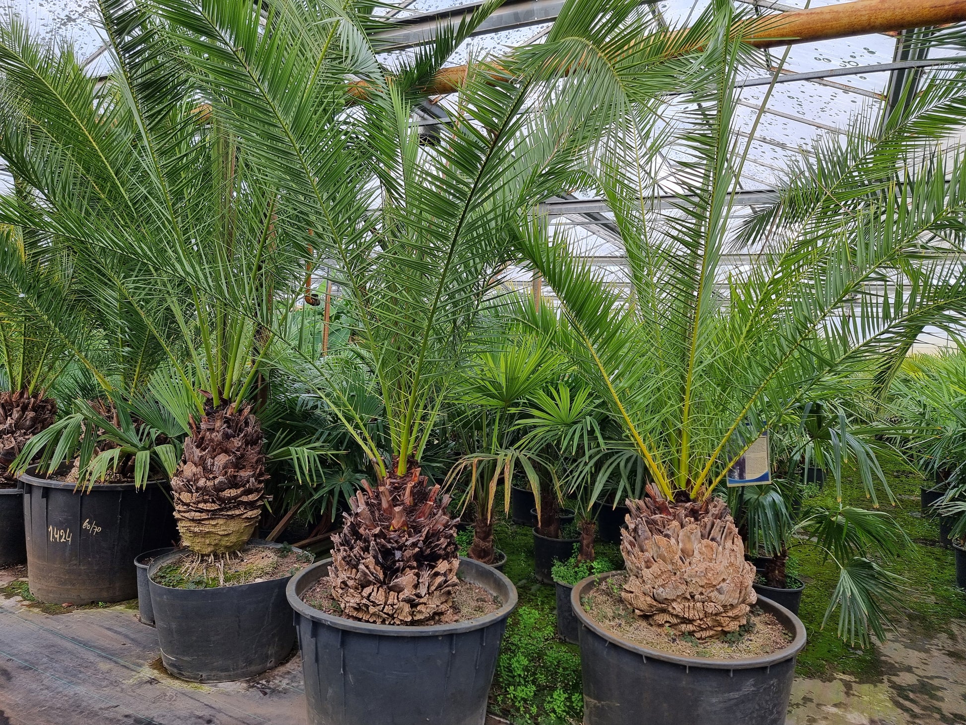 Phoenix canariensis ⚠️ Not shippable, pick-up only
