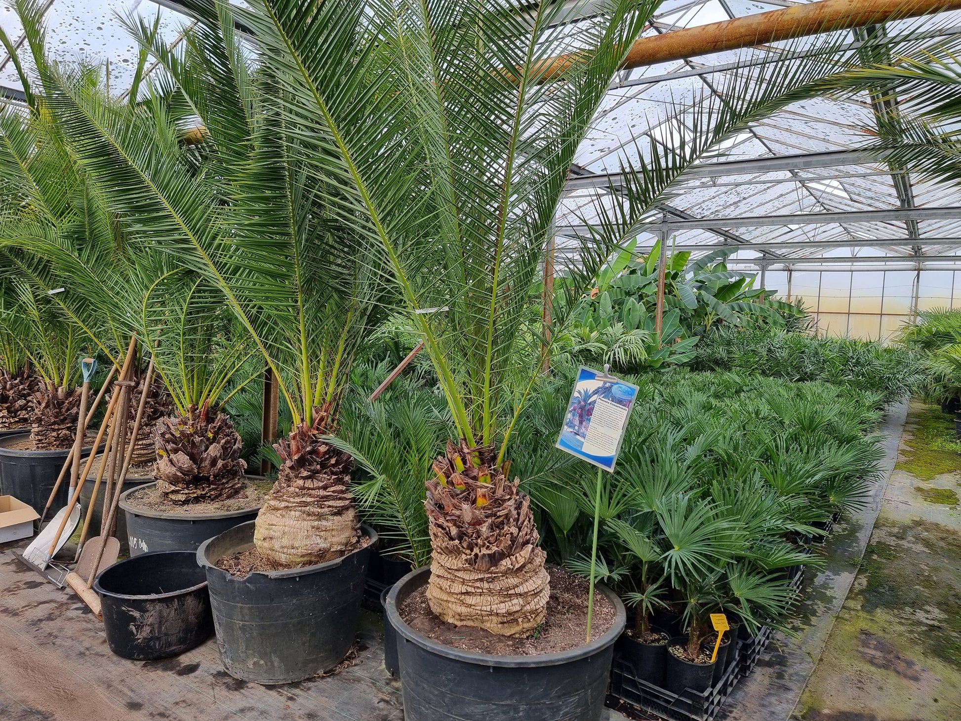 Phoenix canariensis ⚠️ Not shippable, pick-up only