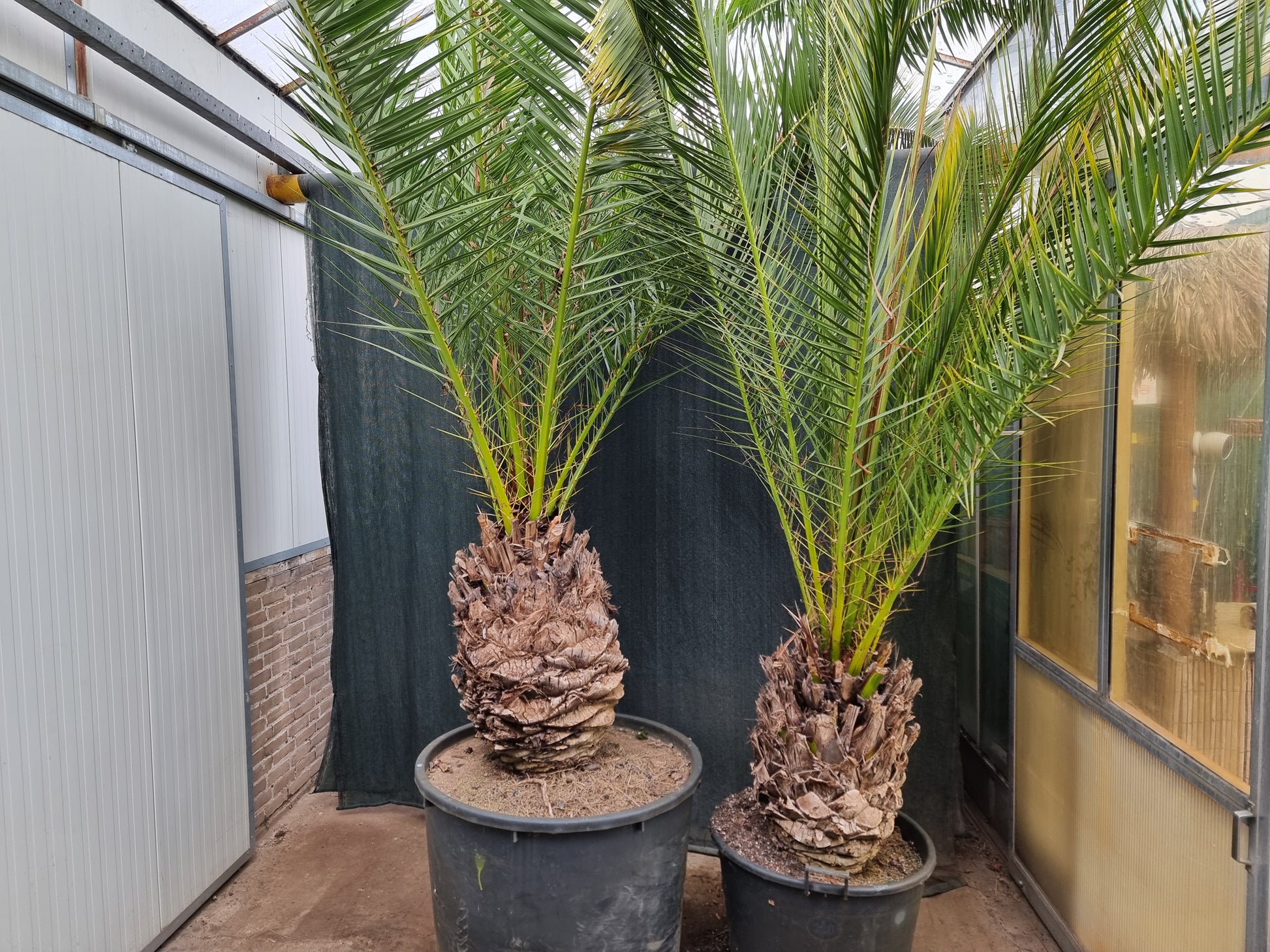 Phoenix canariensis ⚠️ Not shippable, pick-up only