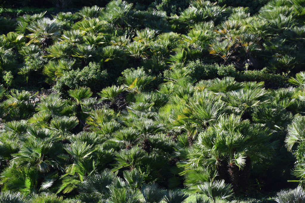 Chamaerops humilis