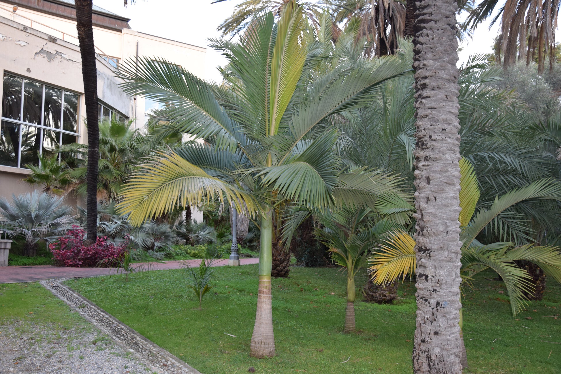 Archontophoenix alexandrae