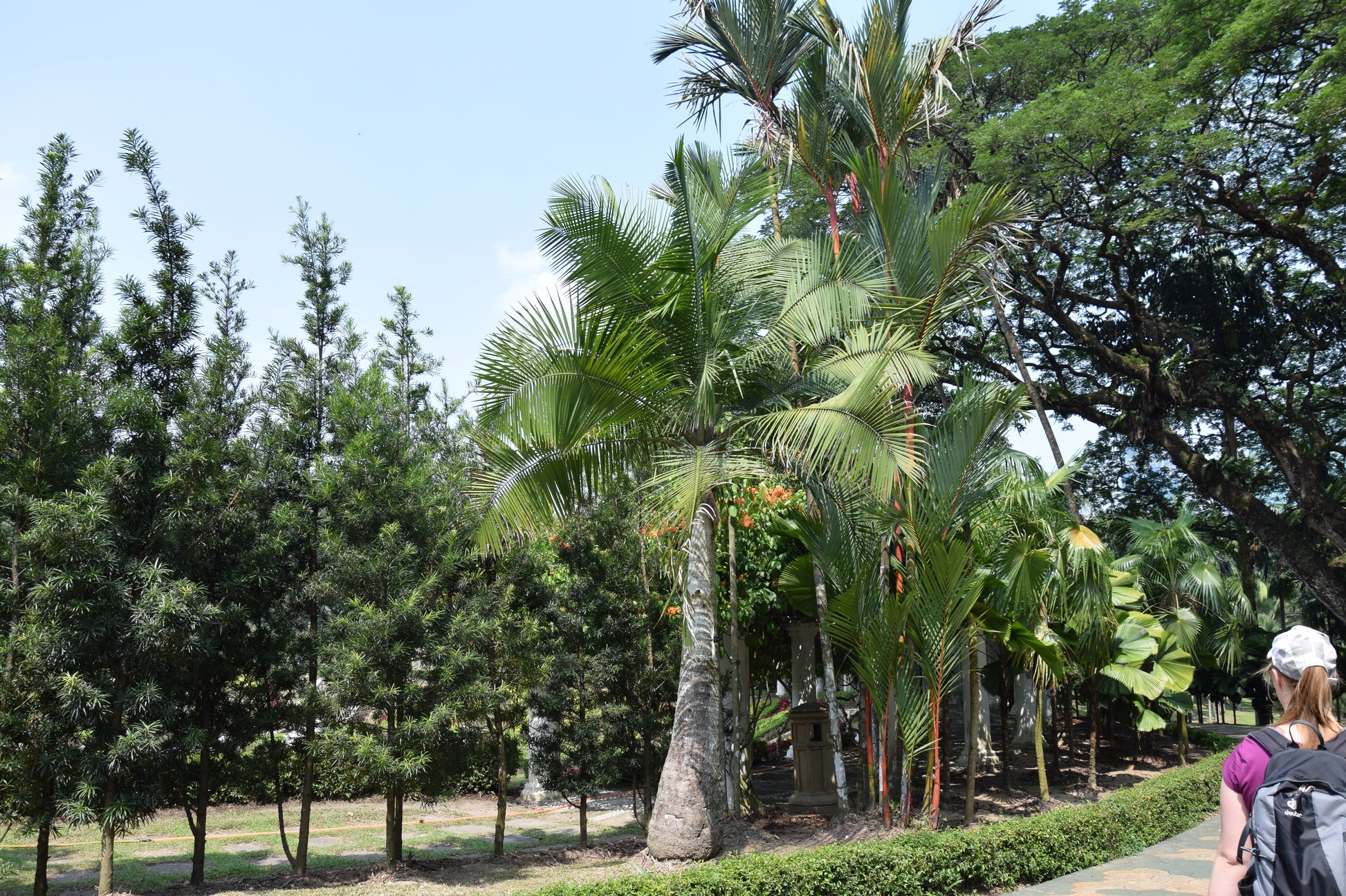 Ravenea rivularis ⚠️ Not shippable, pick-up only