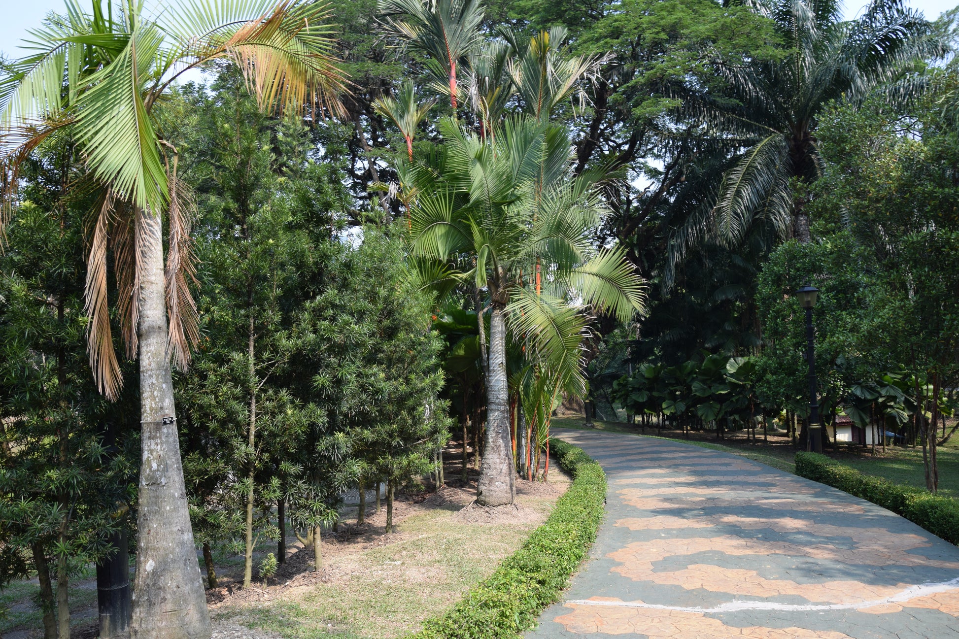 Ravenea rivularis ⚠️ Not shippable, pick-up only