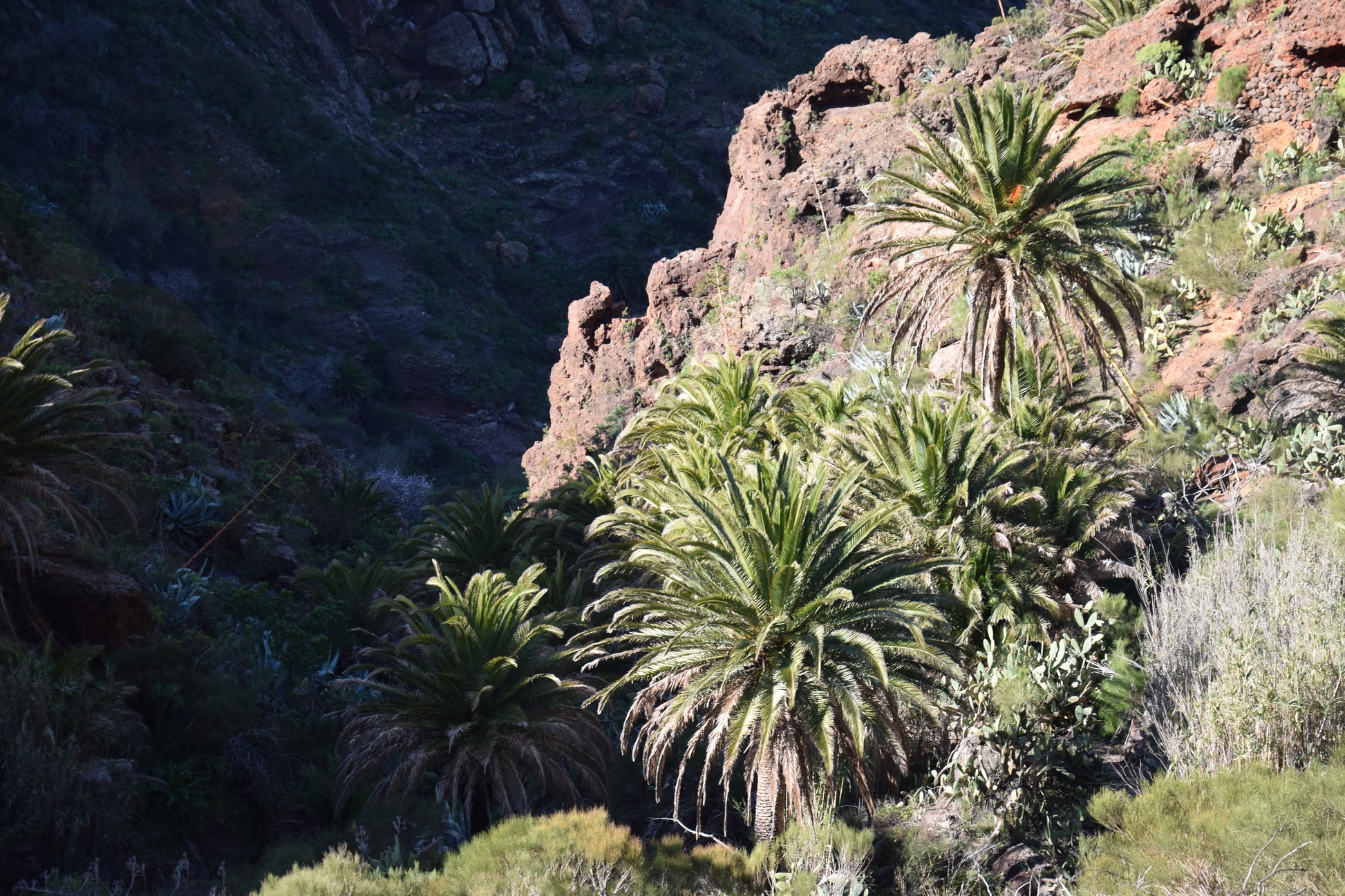 Phoenix canariensis