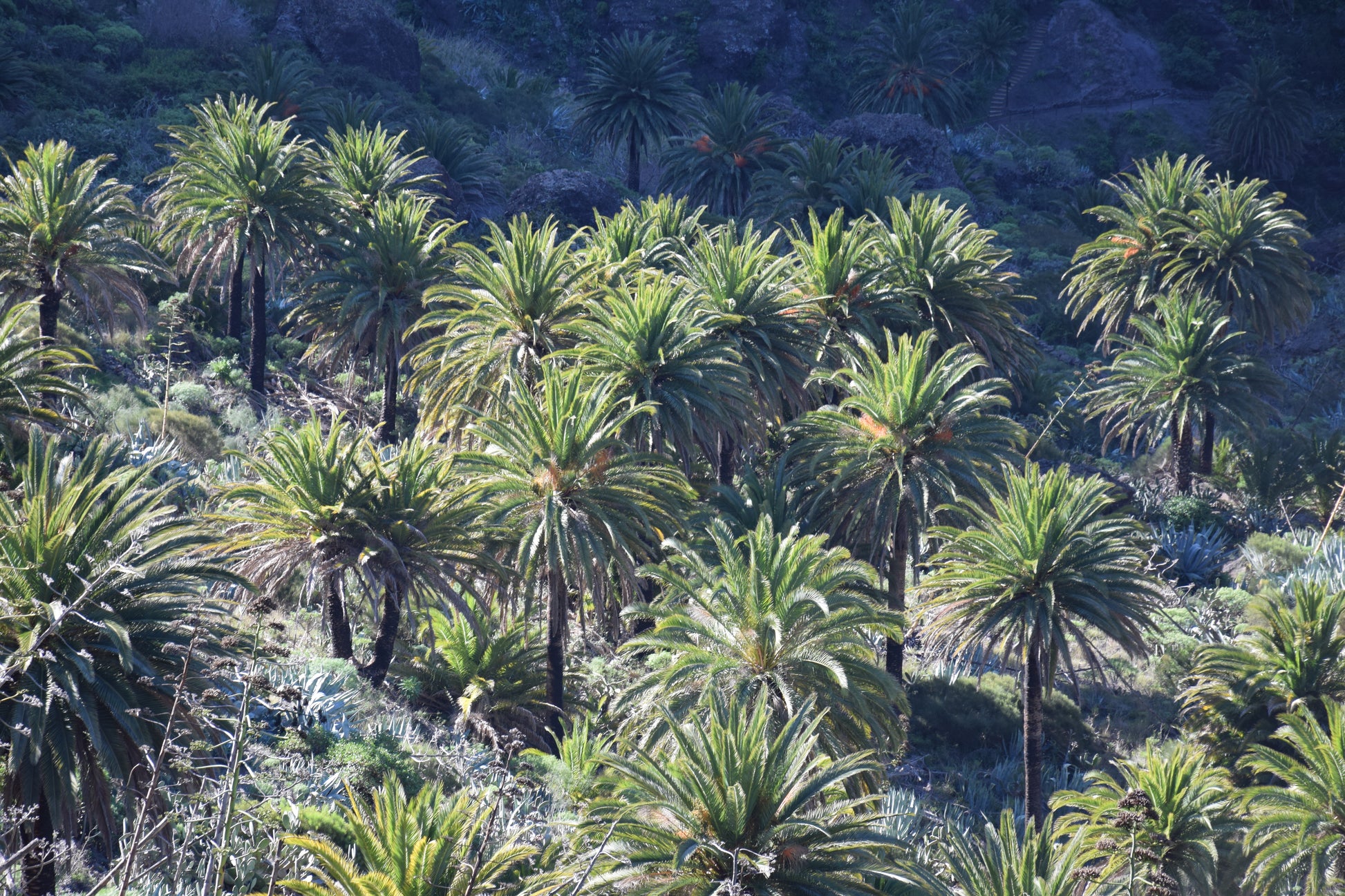 Phoenix canariensis