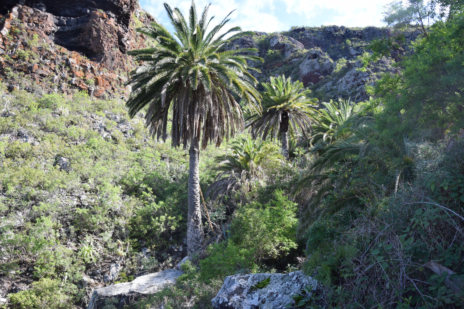 Phoenix canariensis