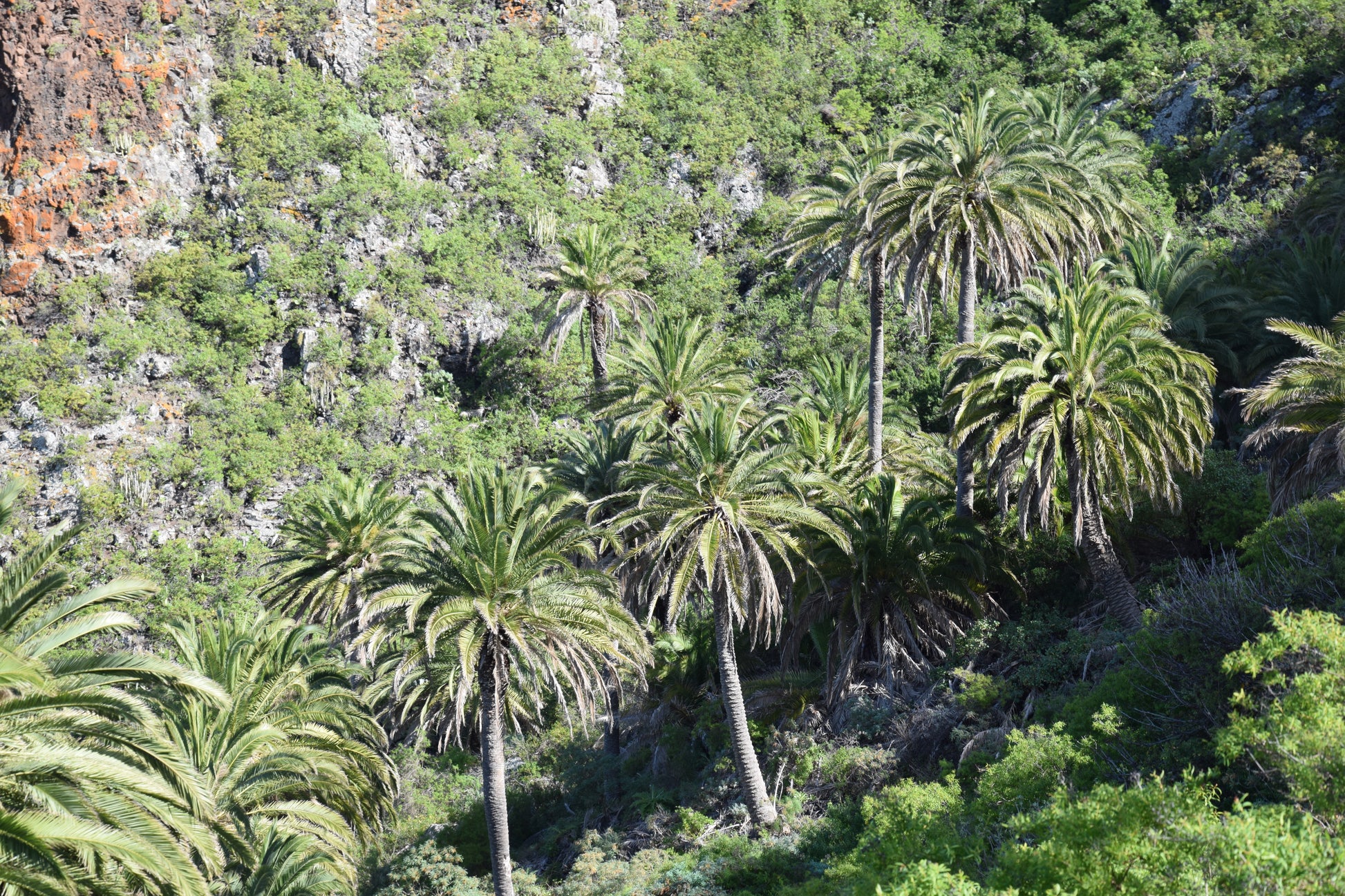 Phoenix canariensis