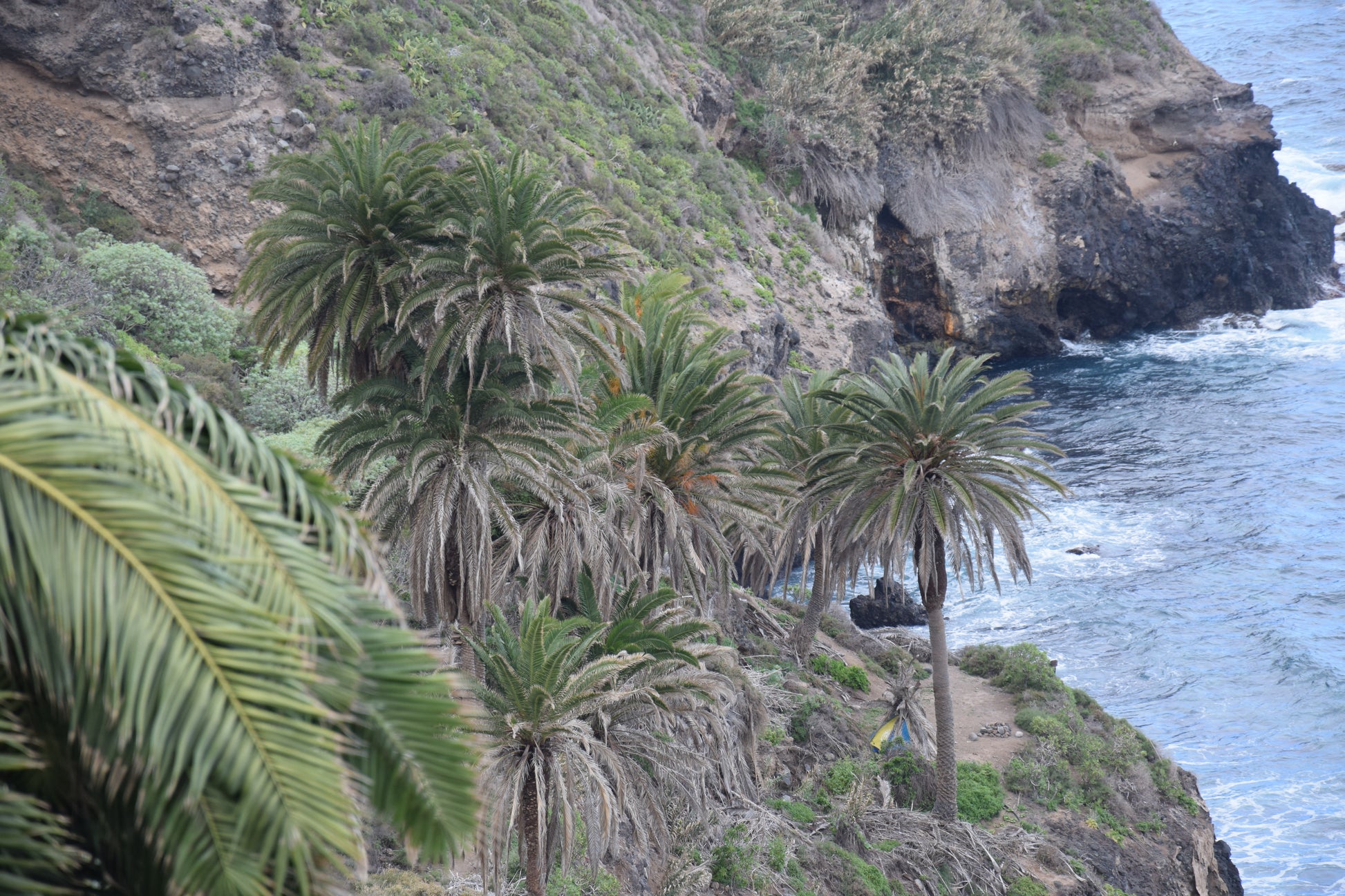 Phoenix canariensis