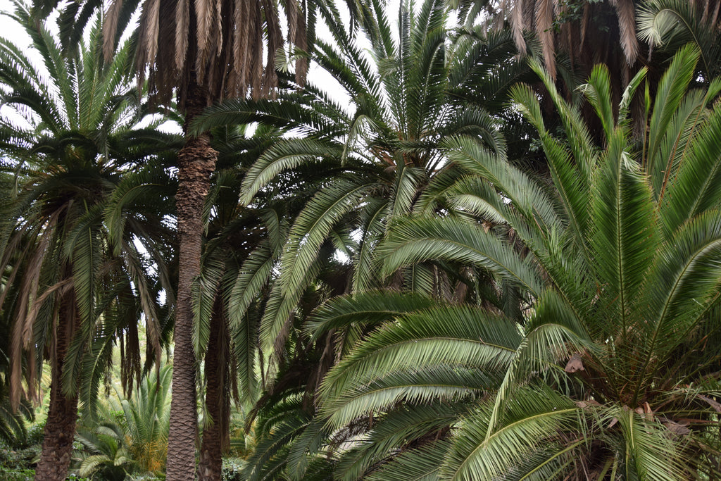 Phoenix canariensis ⚠️ Not shippable, pick-up only