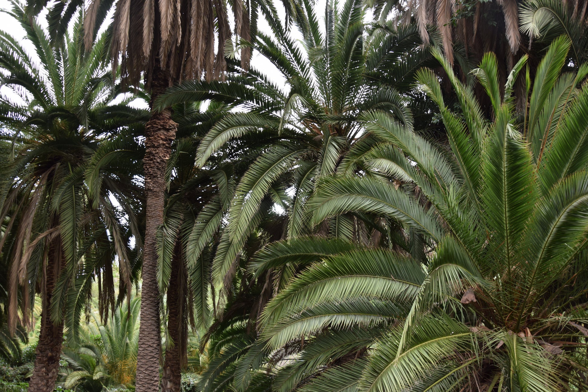 Phoenix canariensis