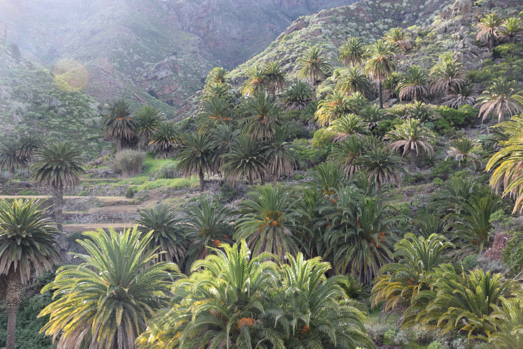 Phoenix canariensis