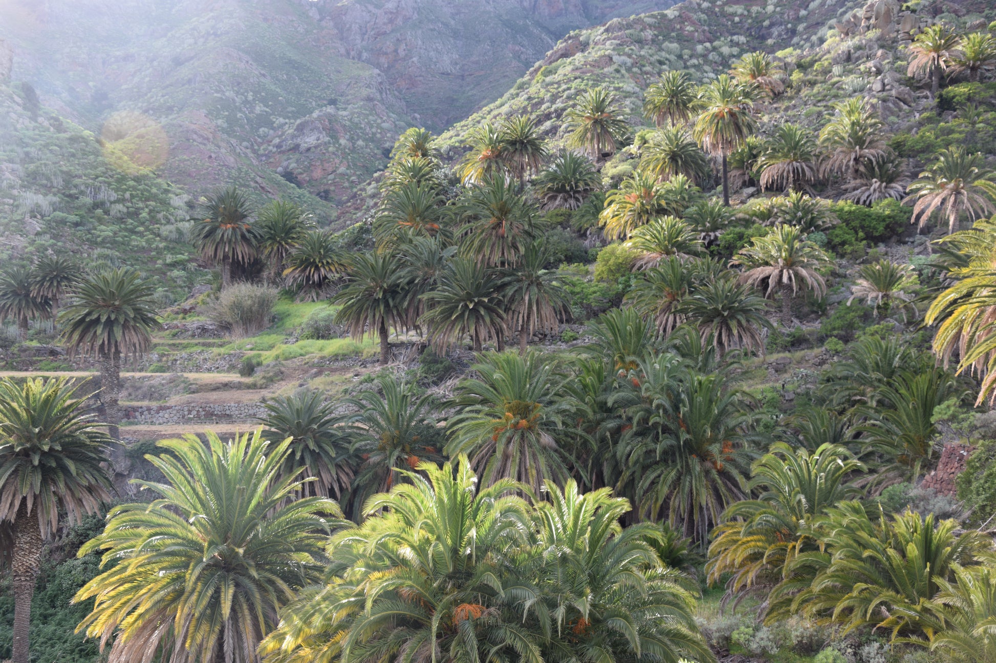 Phoenix canariensis