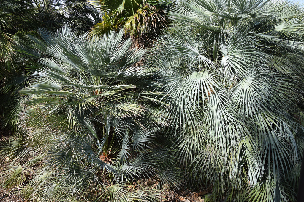 Chamaerops humilis var. Cerifera