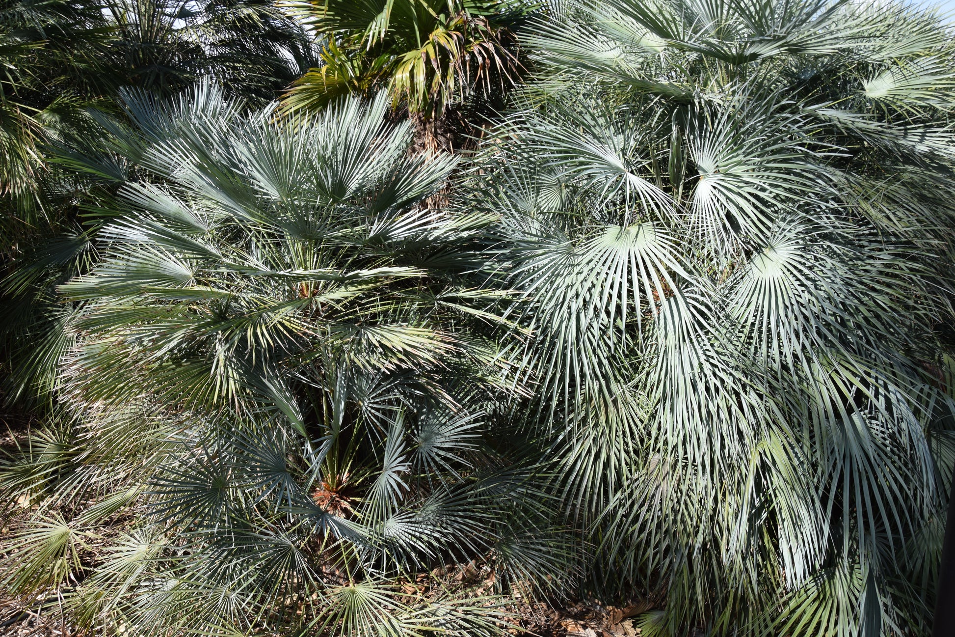 Chamaerops humilis var. Cerifera