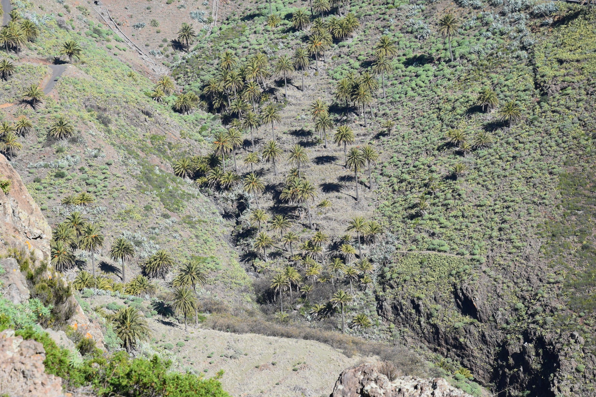 Phoenix canariensis cv. Benchijigua