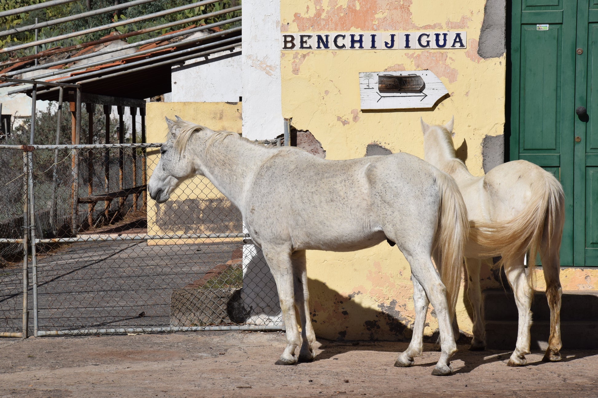 Phoenix canariensis cv. Benchijigua
