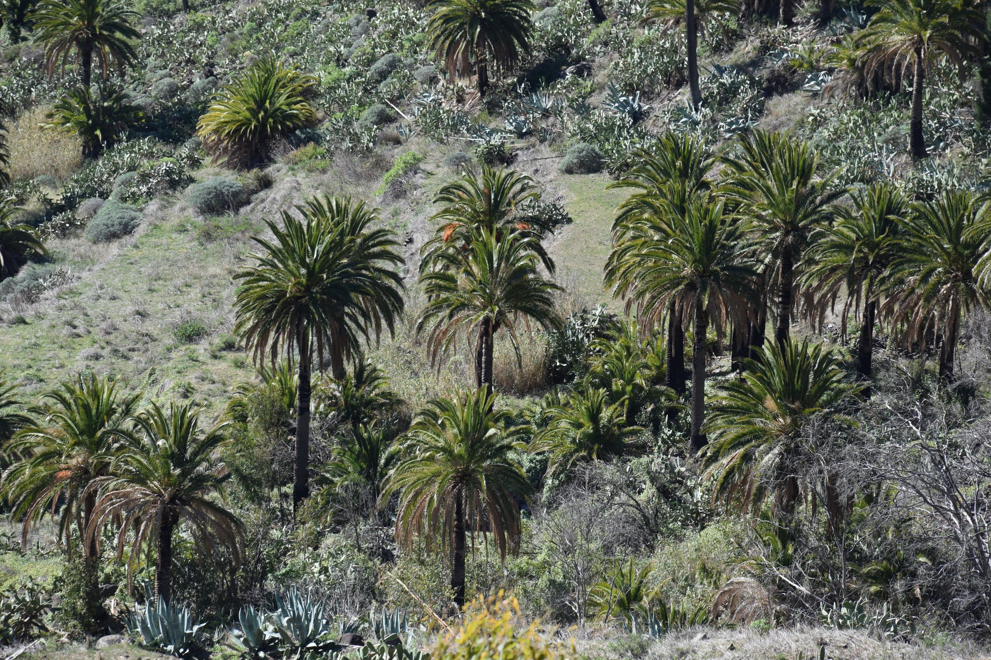 Phoenix canariensis cv. Benchijigua