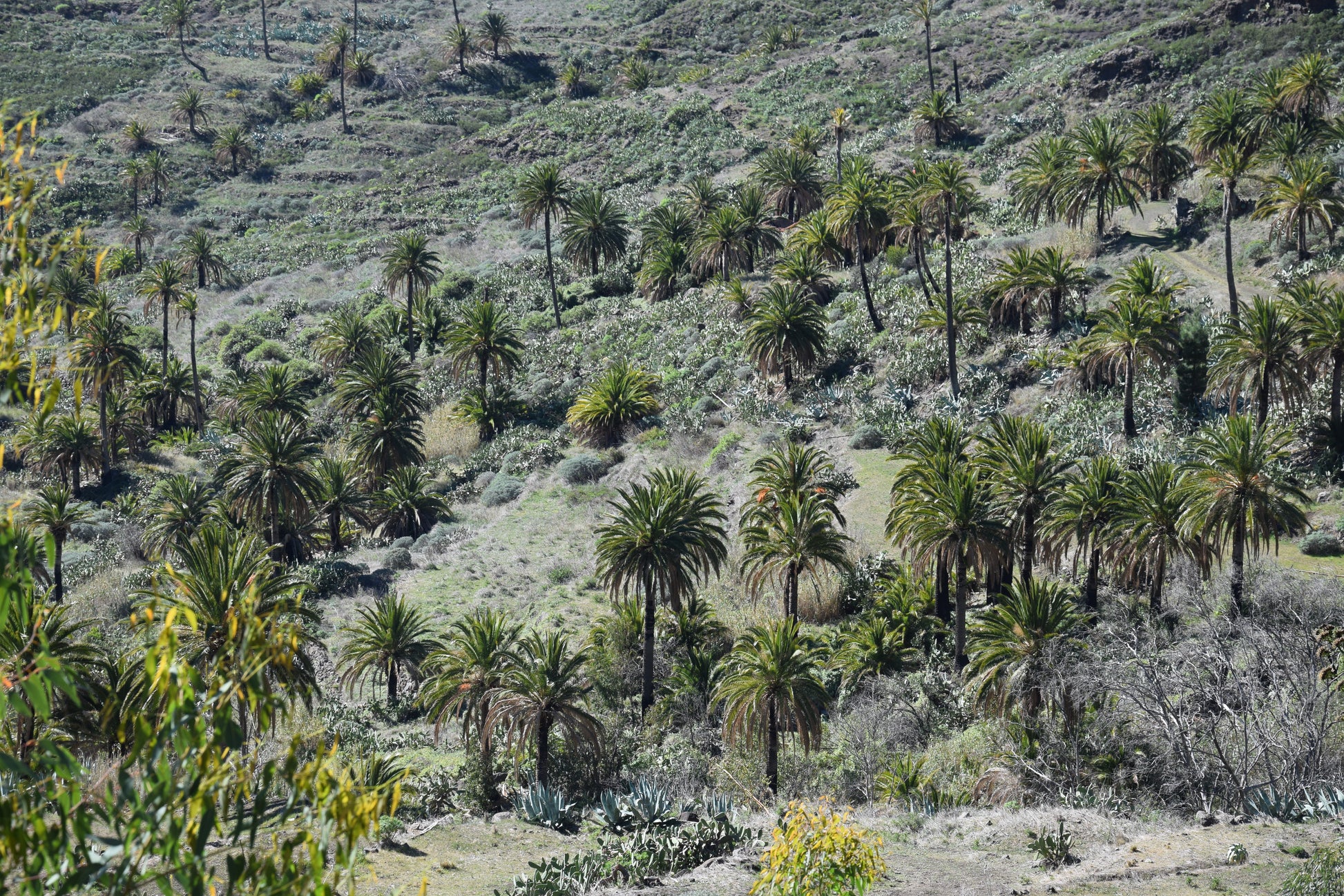 Phoenix canariensis cv. Benchijigua