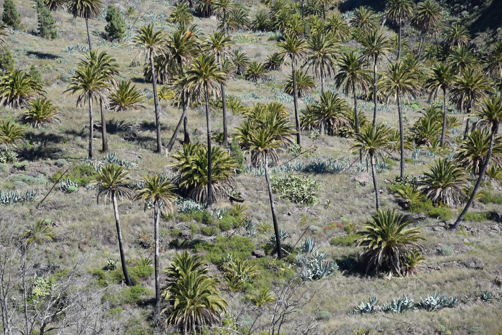 Phoenix canariensis cv. Benchijigua