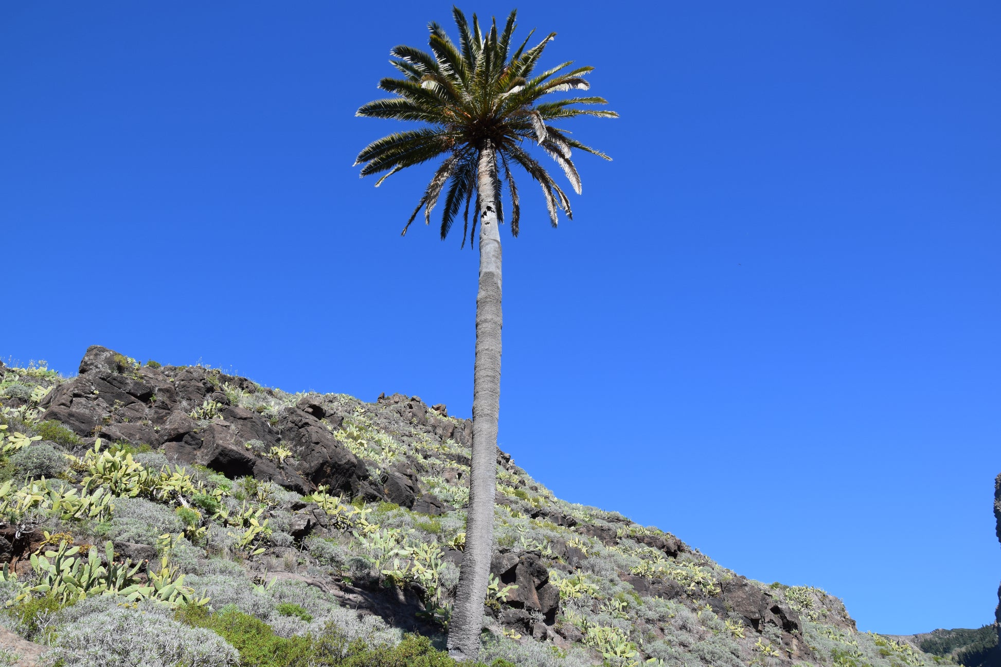 Phoenix canariensis cv. Benchijigua
