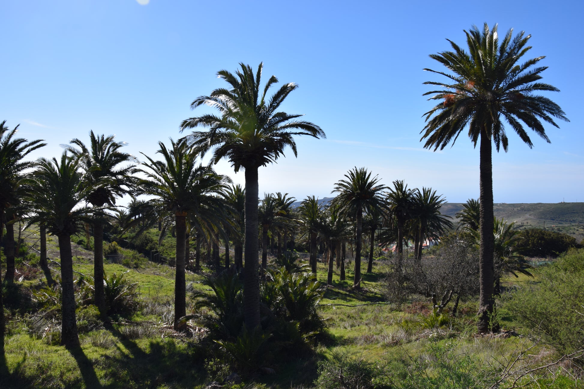 Phoenix canariensis