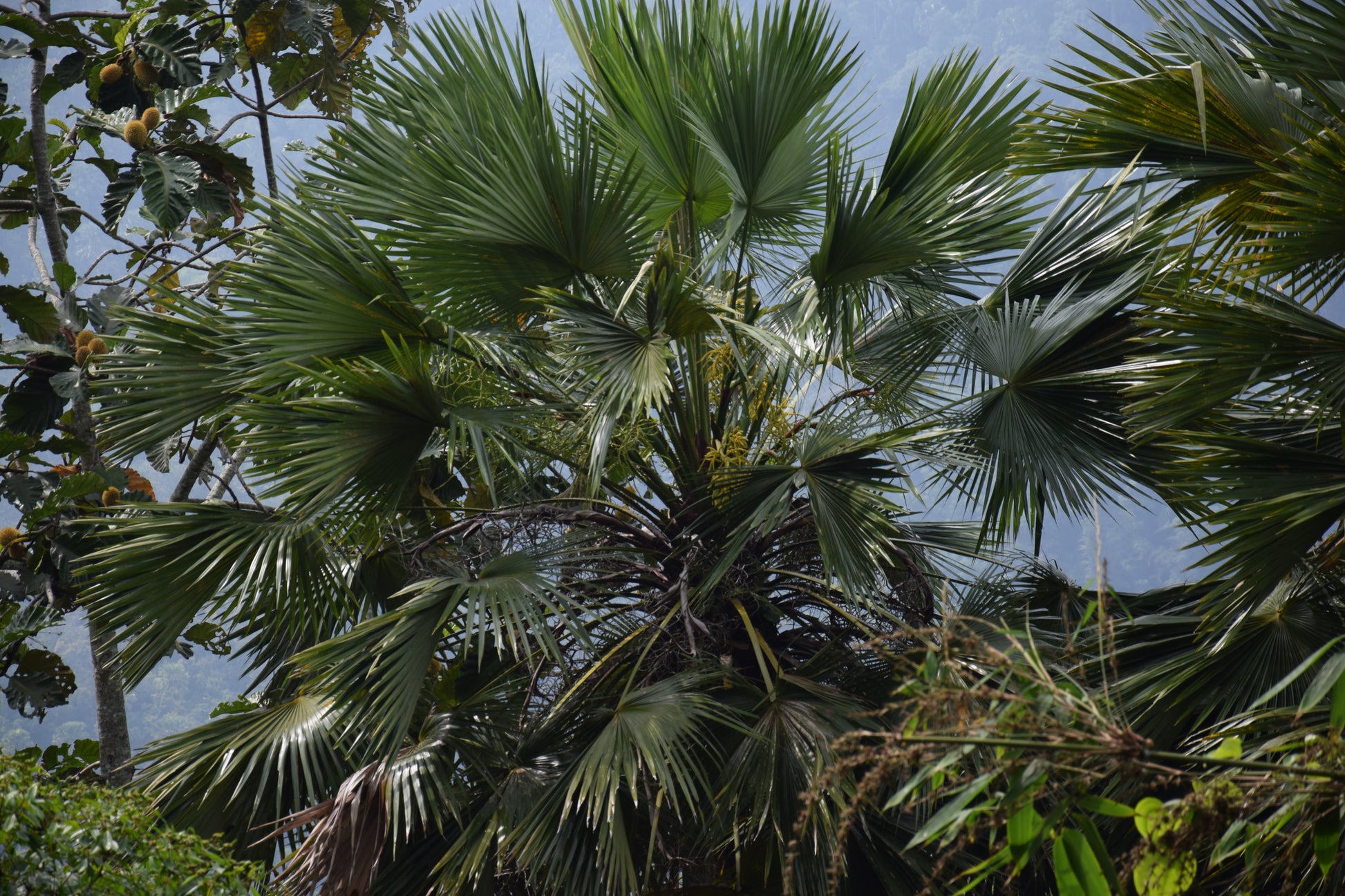 Livistona speciosa