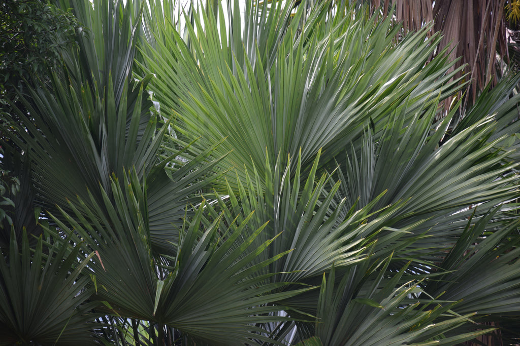 Livistona speciosa