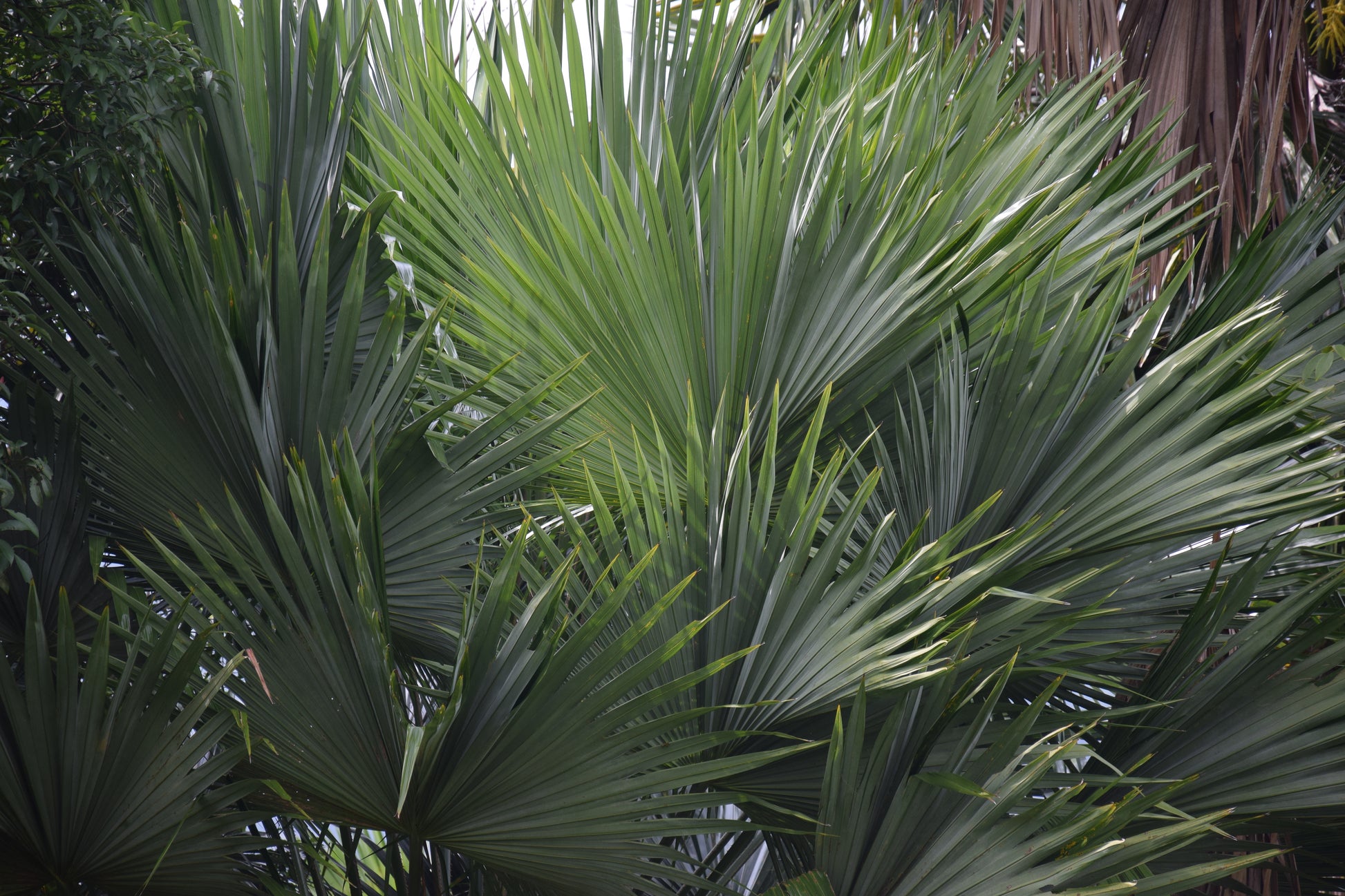 Livistona speciosa
