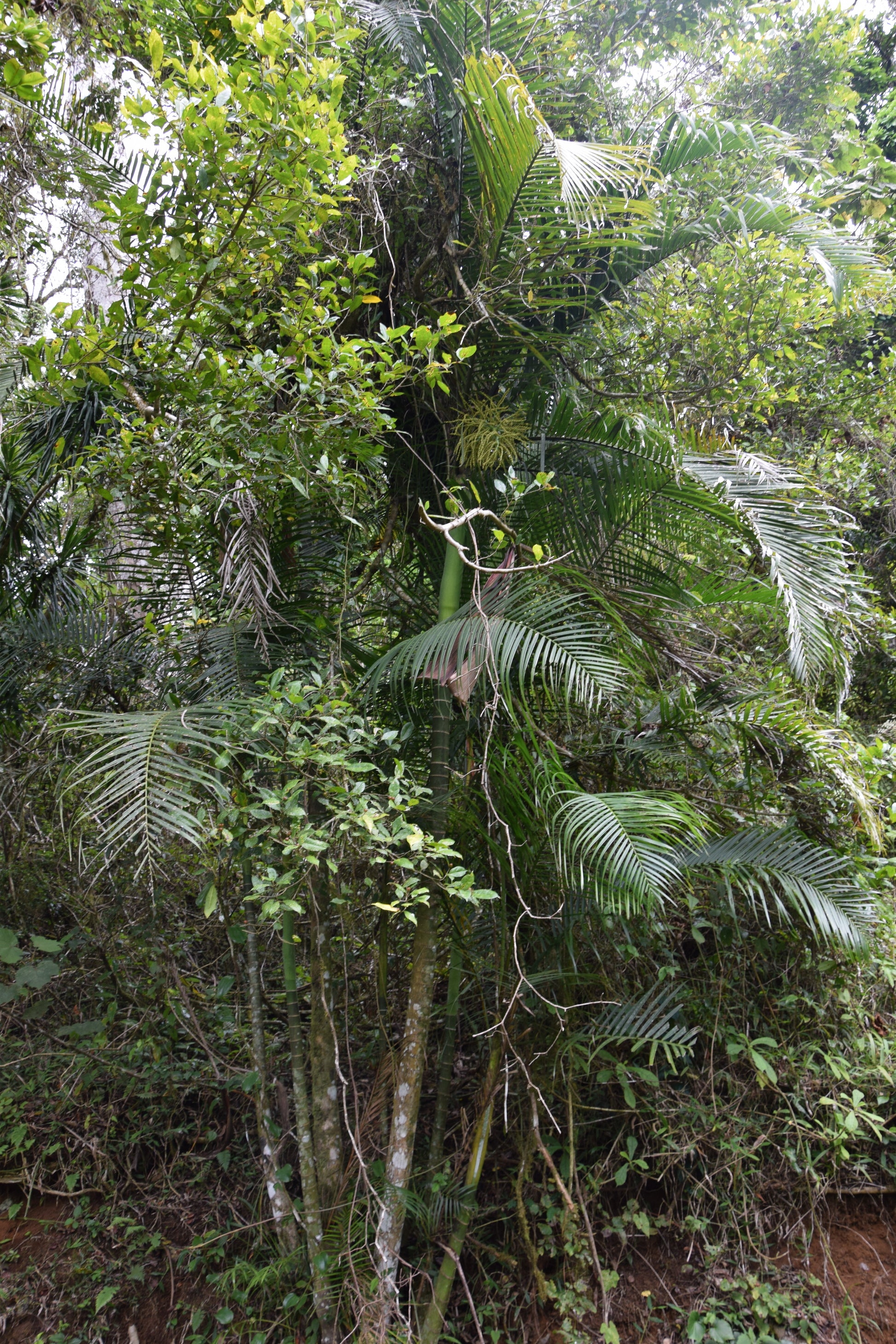 Chrysalidocarpus baronii