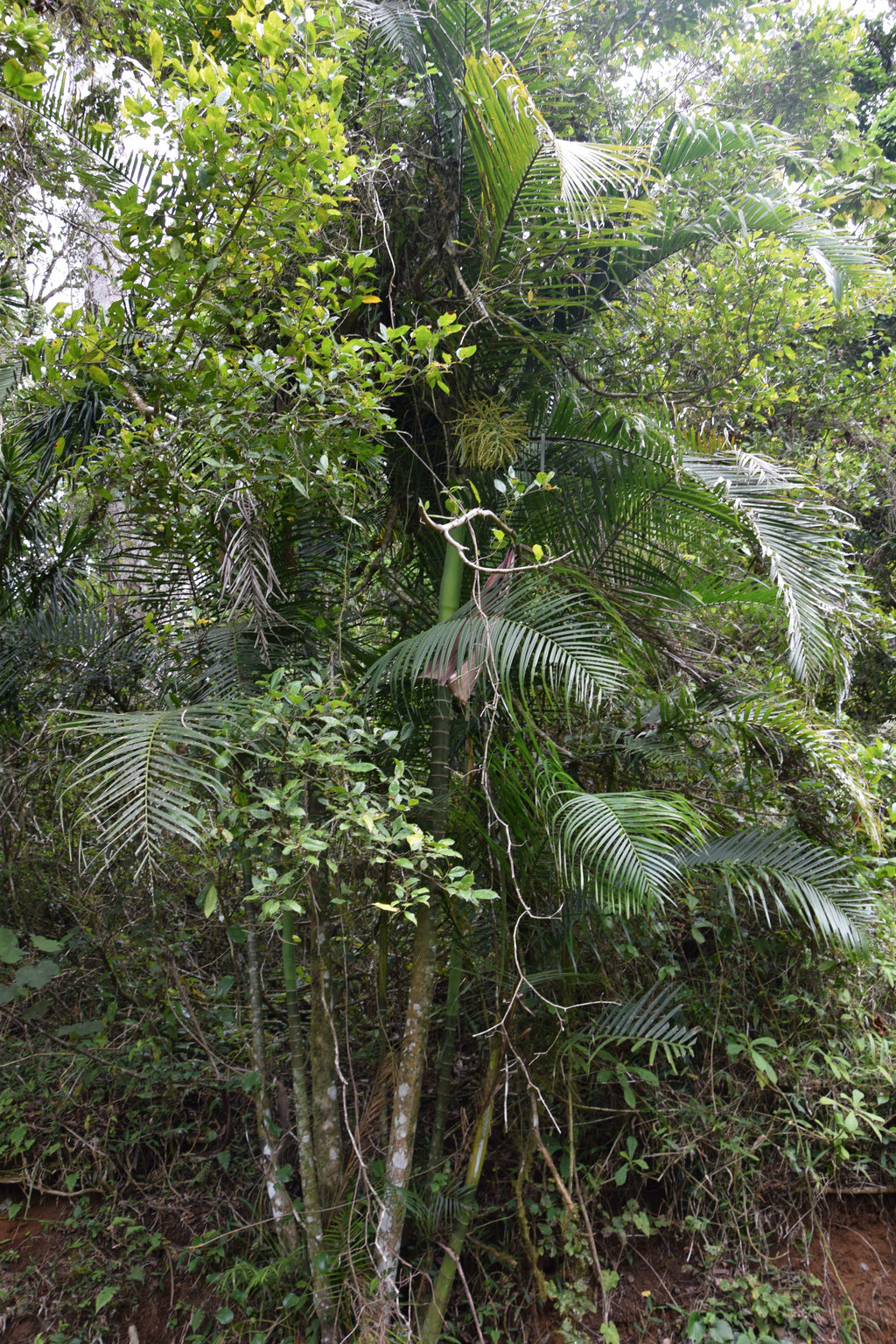 Chrysalidocarpus baronii