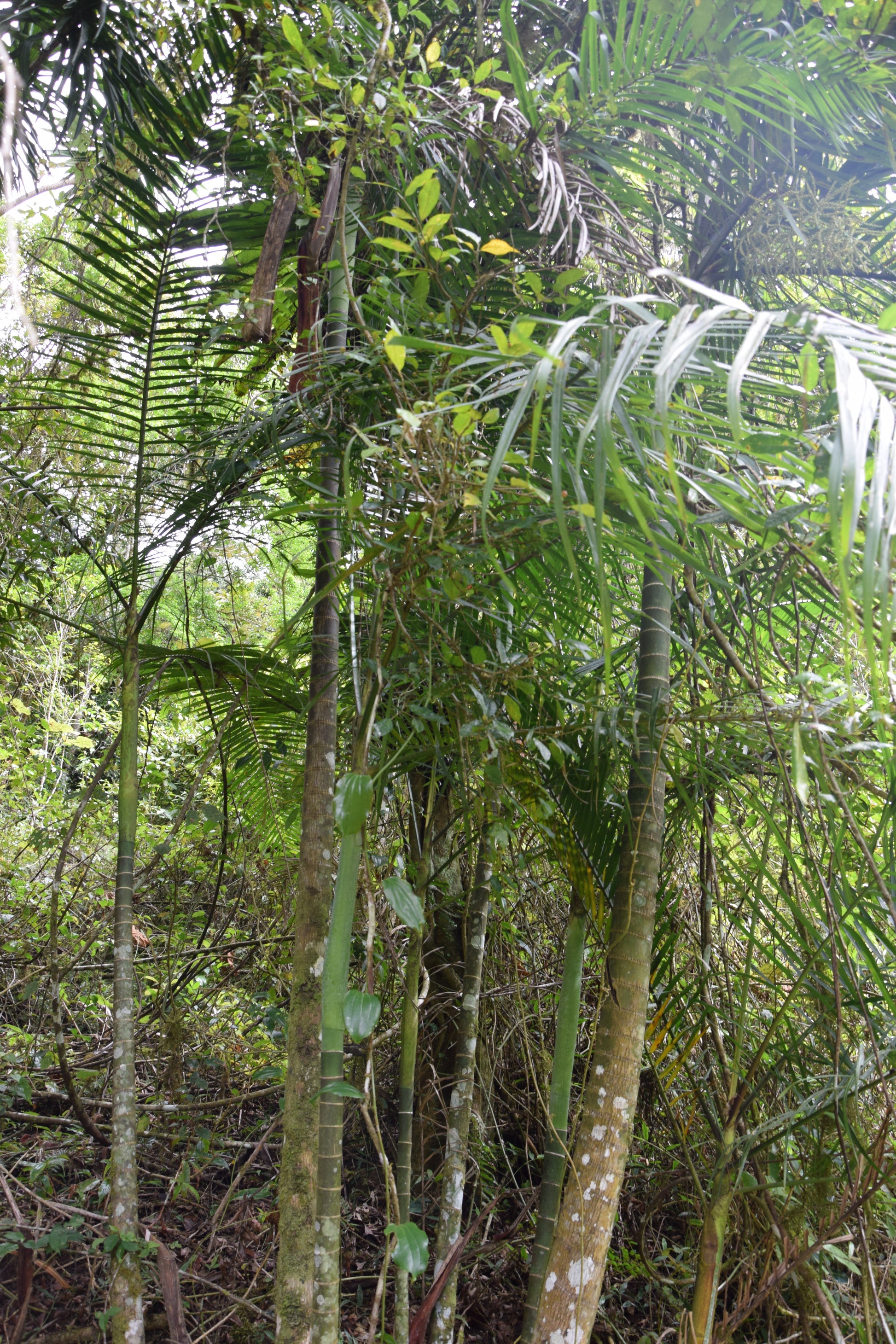 Chrysalidocarpus baronii