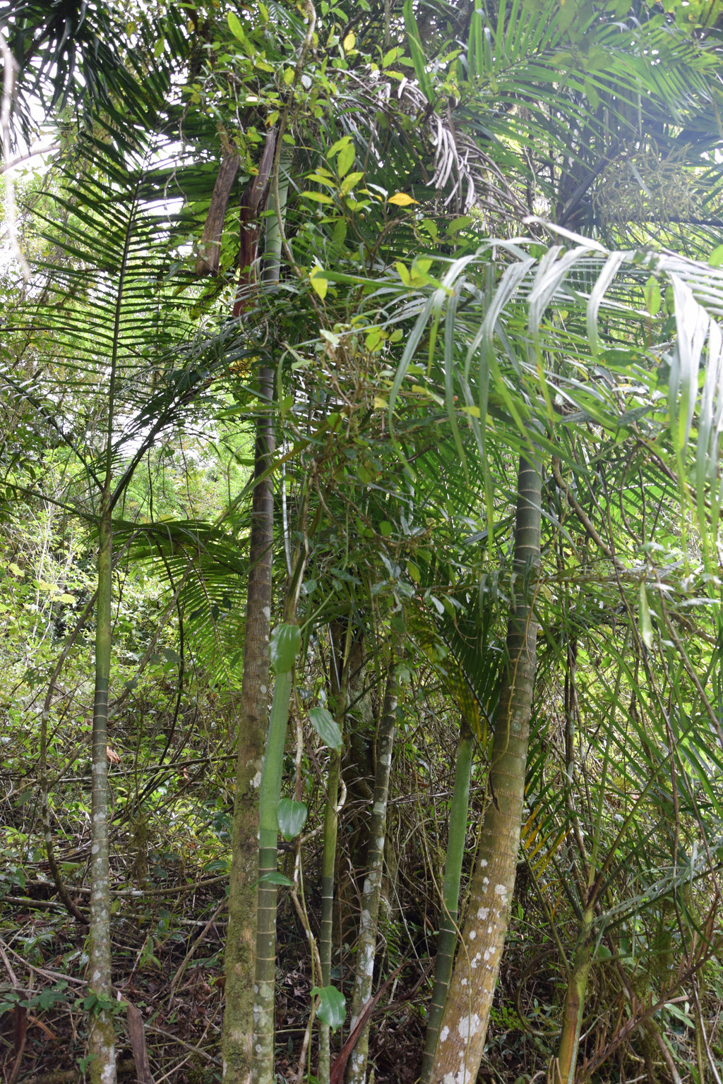 Chrysalidocarpus baronii