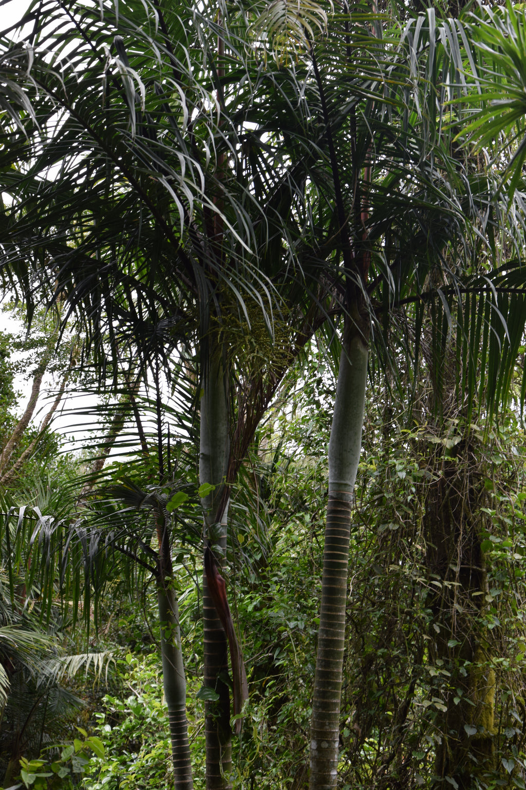 Chrysalidocarpus baronii