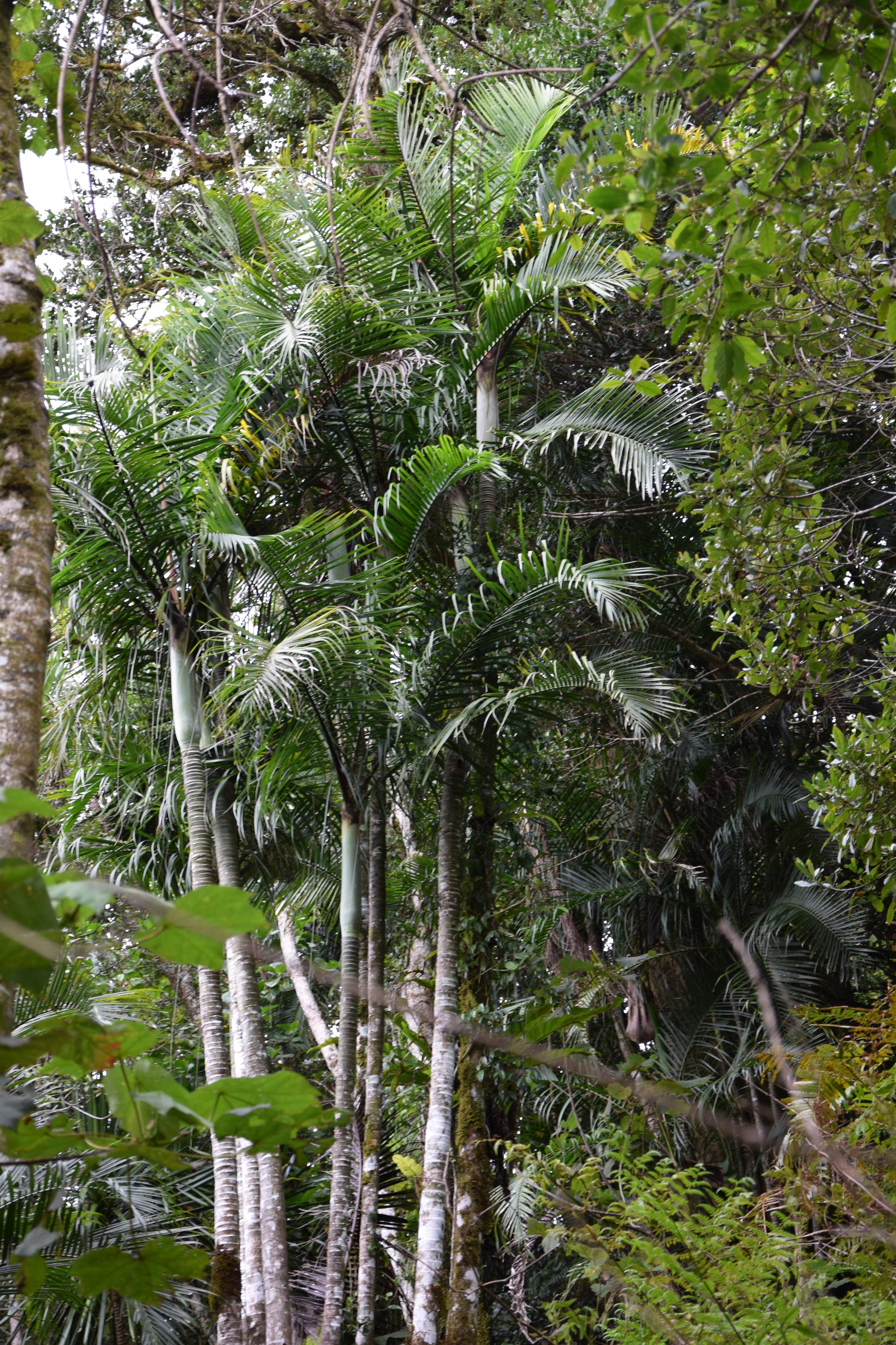 Chrysalidocarpus baronii