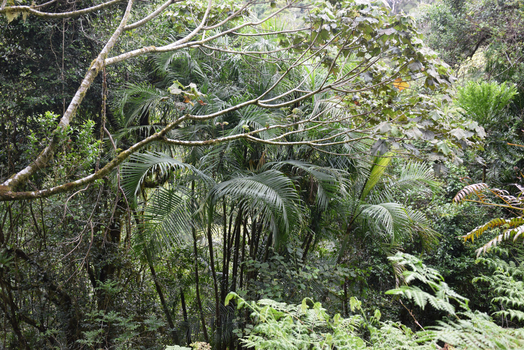 Chrysalidocarpus baronii