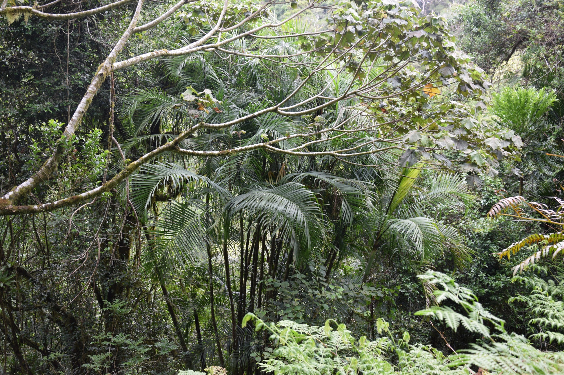Chrysalidocarpus baronii