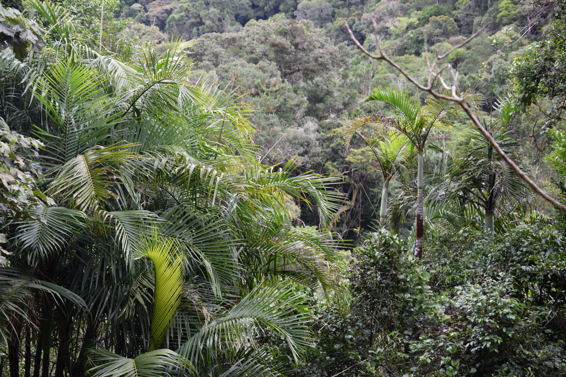 Chrysalidocarpus baronii