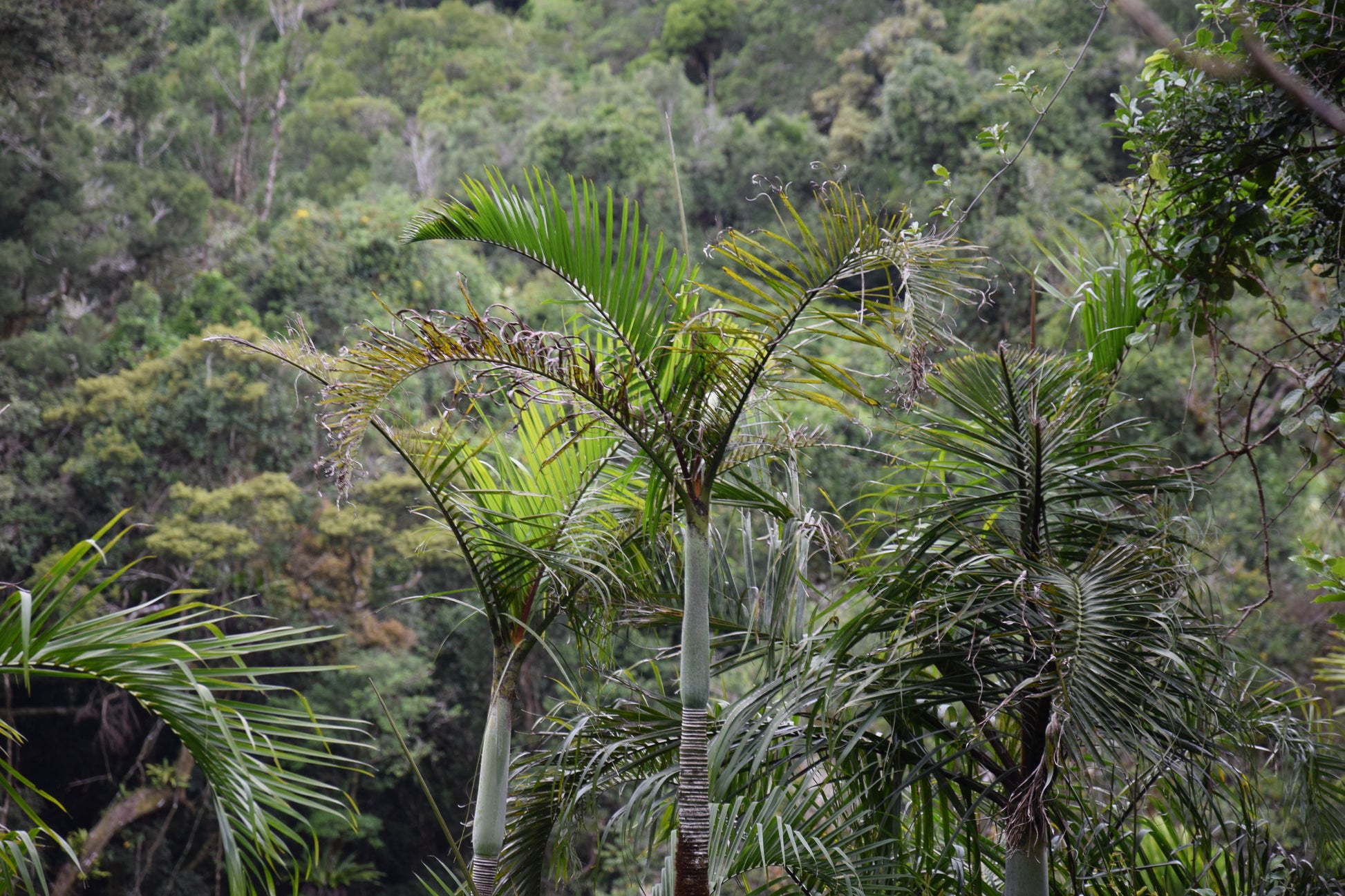 Chrysalidocarpus baronii