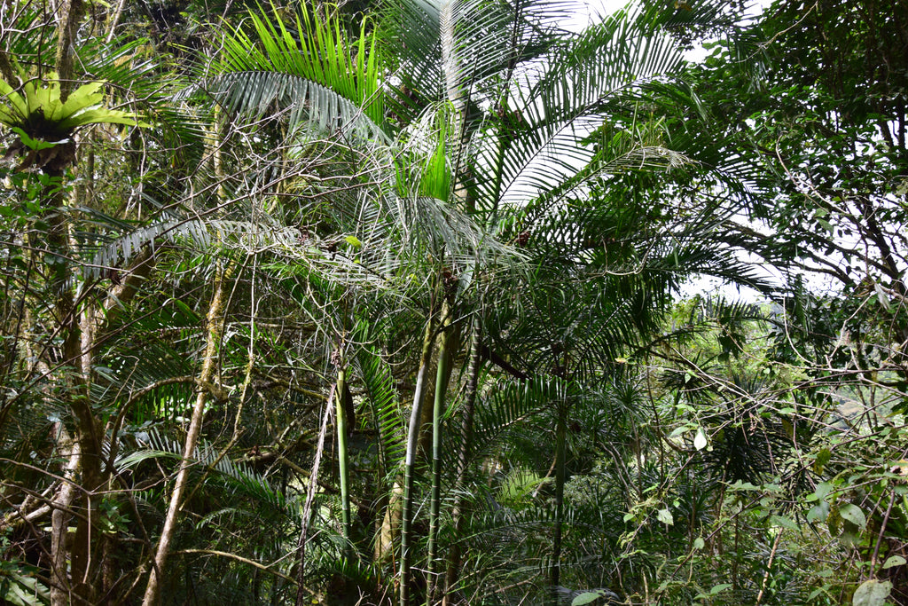 Chrysalidocarpus baronii