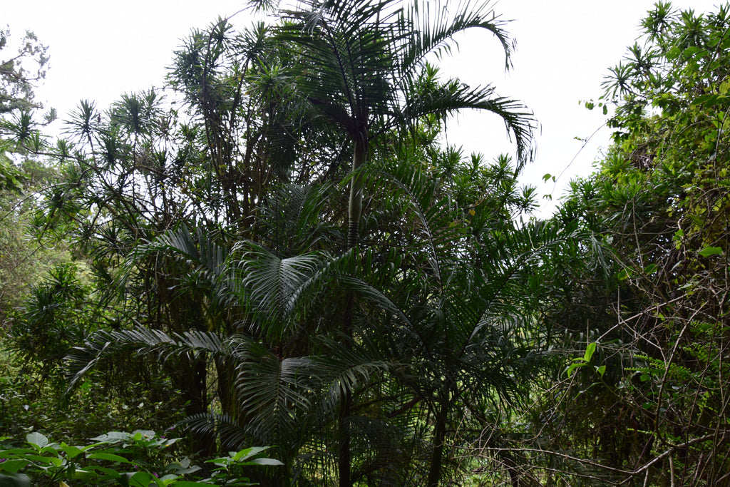 Chrysalidocarpus baronii
