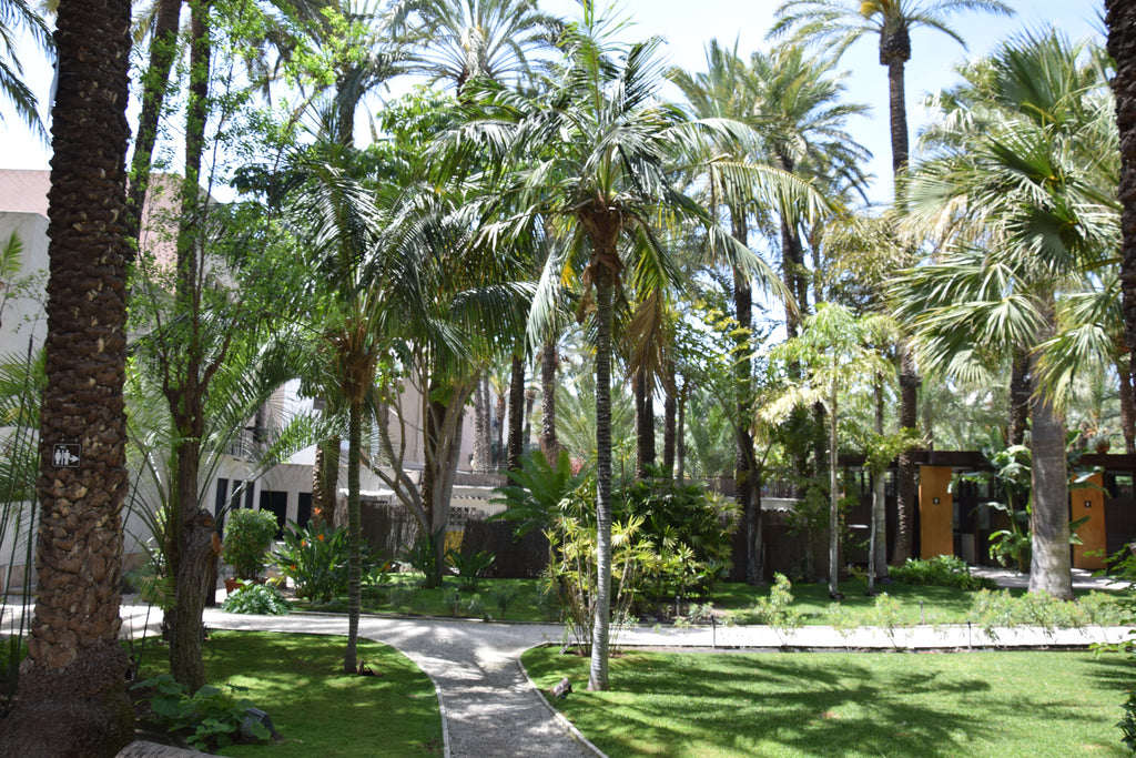 Howea fosteriana